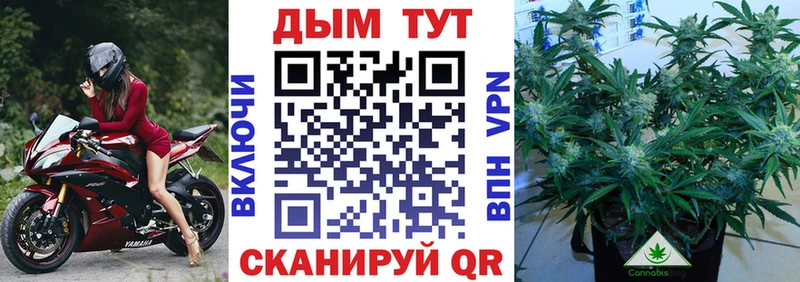 Шишки марихуана план  shop официальный сайт  Гвардейск  omg tor 